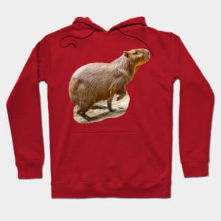 Out for a run Capybara Hoodie